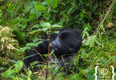 Gorilla habituated family Uganda Bwindi Impenetrable Forest Mgahinga trekking