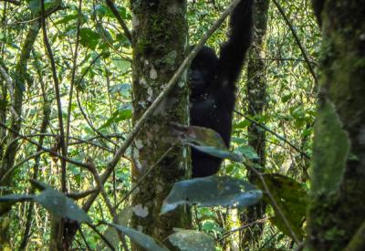 Uganda gorilla trekking Bwindi sunrise misty forest habituated mountain gorilla