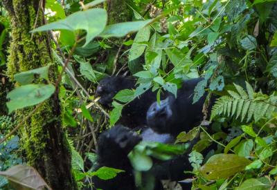 Mountain gorilla infant clinging mother back Bwindi Forest Uganda safari