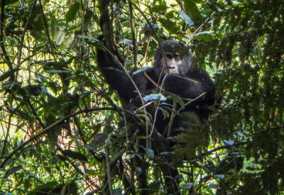 Gorilla family nest site Bwindi Impenetrable Forest Uganda photography