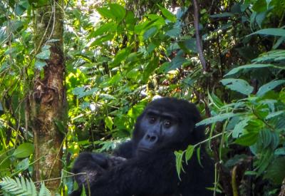 Mountain gorilla resting roots Bwindi Uganda low aperture wide angle photography