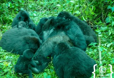 Young juvenile mountain gorilla Bwindi Impenetrable Forest Uganda wildlife photography