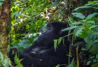 Silverback gorilla vegetation Bwindi Impenetrable Forest Uganda conservation