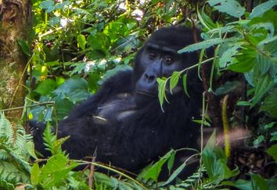 Mountain gorilla group Bwindi Impenetrable Forest Uganda Uyaphi own photographs