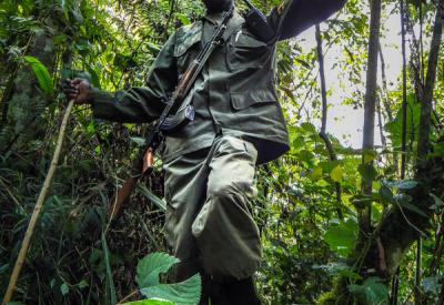 Uganda gorilla trekking Bwindi Impenetrable Forest close encounter family group