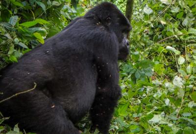 Mountain gorilla trekking Uganda Bwindi Mgahinga 19 years Uyaphi photography