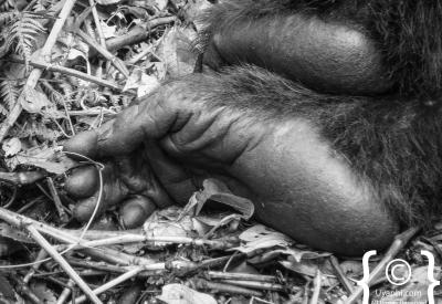 Silverback gorilla resting Bwindi forest Uganda gorilla trekking photography