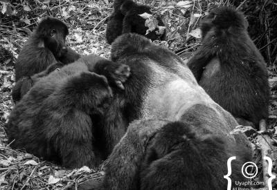 Mountain gorilla feeding bamboo shoots Bwindi Impenetrable Forest Uganda