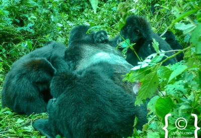 Gorilla trekking trail Bwindi Impenetrable Forest Uganda ranger guides safari