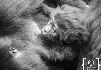 Gorilla family mother infant Bwindi Uganda mountain gorilla close encounter