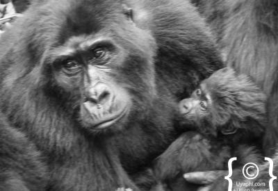 Mountain gorilla eye contact Bwindi Impenetrable Forest Uganda wildlife photography