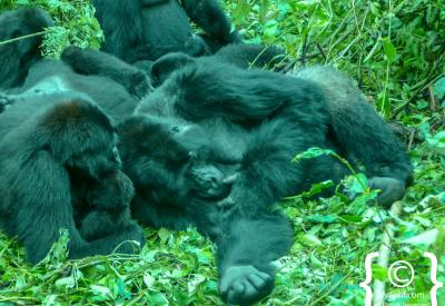Uganda gorilla trekking dense forest undergrowth Bwindi Impenetrable Forest