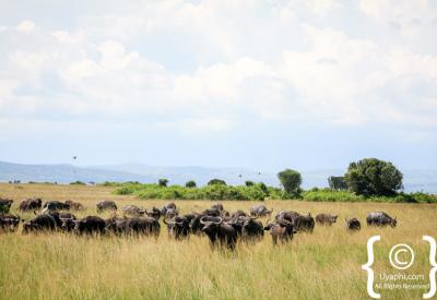 Kazinga Channel sunset boat trip Queen Elizabeth National Park Uganda