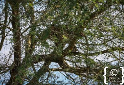 Baboon olive Queen Elizabeth National Park Uganda photography