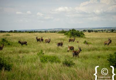 Kazinga Channel boat cruise hippo Queen Elizabeth National Park Uganda