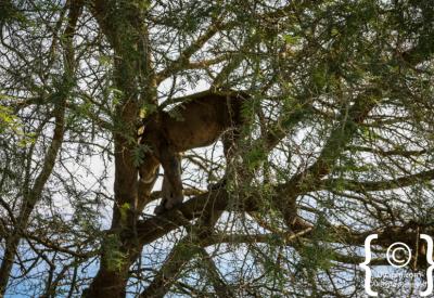 Ishasha sector lion Queen Elizabeth National Park Uganda tree climbing