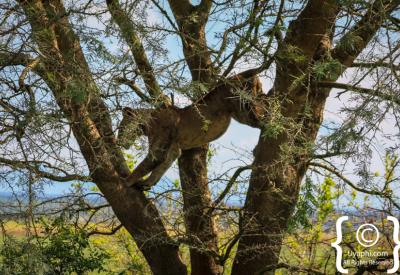 Tree climbing lion fig tree Ishasha Queen Elizabeth National Park Uganda