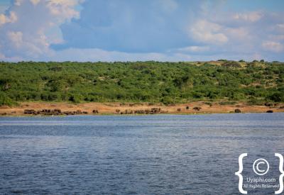 Lion pride savannah Queen Elizabeth National Park Uganda photography