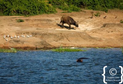 African fish eagle Lake Edward Queen Elizabeth National Park Uganda