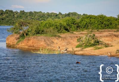 Hippo pod Kazinga Channel Queen Elizabeth National Park Uganda