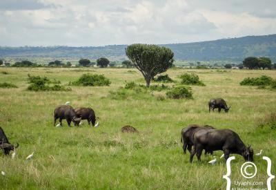 African elephant Queen Elizabeth National Park Uganda savannah photography
