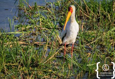 Kazinga Channel sunset boat trip Queen Elizabeth National Park Uganda