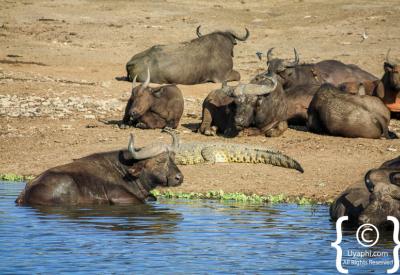 Warthog savannah Queen Elizabeth National Park Uganda photography