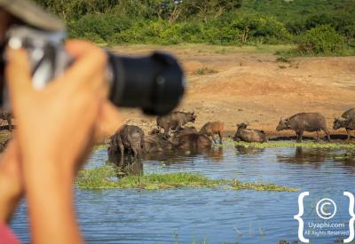 African elephant bathing Kazinga Channel Queen Elizabeth Uganda