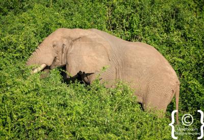 Tree climbing lion fig tree Ishasha Queen Elizabeth National Park Uganda