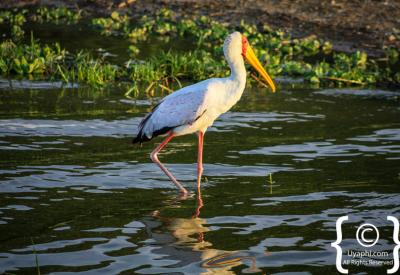 Shoebill stork Kazinga Channel Queen Elizabeth National Park Uganda