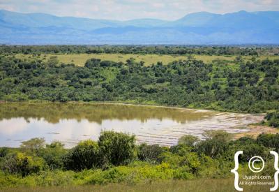 Leopard tree Queen Elizabeth National Park Uganda game drive photography