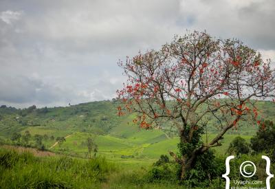 Kibale Forest Uganda chimpanzee habitat scenery photography
