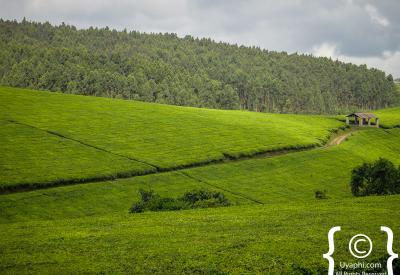 Uganda savannah golden hour sunset scenery photography