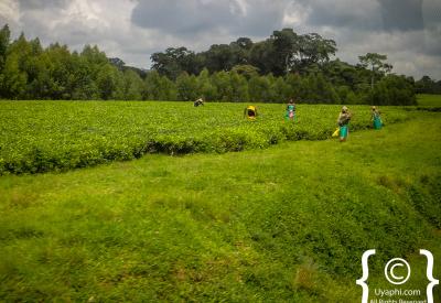 Semuliki National Park Uganda tropical forest scenery photography