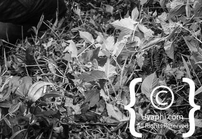 Gorilla Trekking Photos