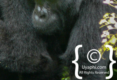 Gorilla Trekking Photos