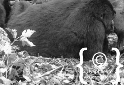 Gorilla Trekking Photos