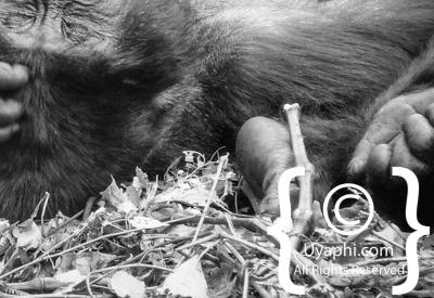 Gorilla Trekking Photos