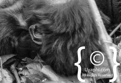 Gorilla Trekking Photos