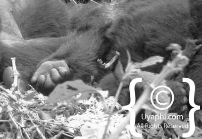 Gorilla Trekking Photos