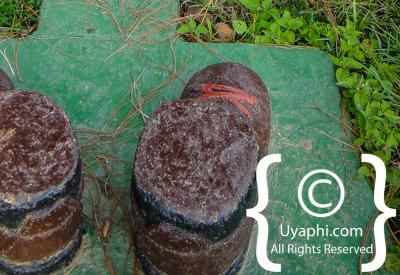 Gorilla Trekking Photos