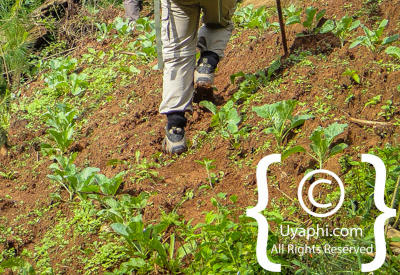 Gorilla Trekking Photos