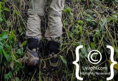 Images Of Gorilla Trekking