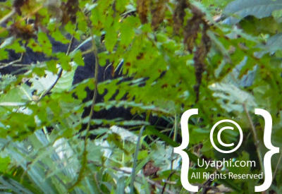 Images Of Gorilla Trekking