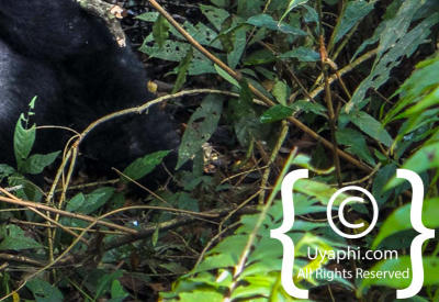 Images Of Gorilla Trekking