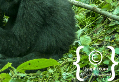 Gorilla Trekking Photos