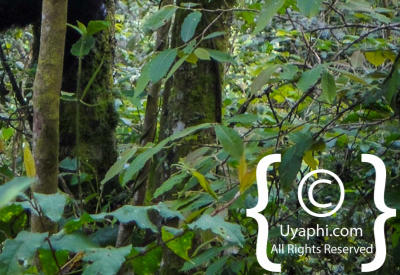 Images Of Gorilla Trekking