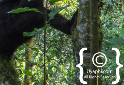 Images Of Gorilla Trekking