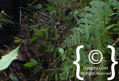 Images Of Gorilla Trekking