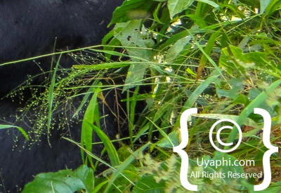 Images Of Gorilla Trekking